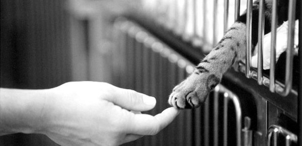 Kindness to Animals