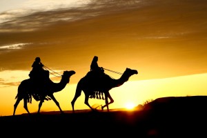 camels in desert