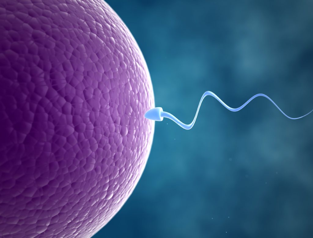 embryology-in-the-quran