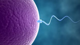 Embryology in the Quran: What Is the Story?