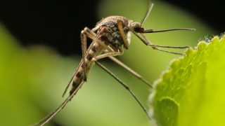 A Book of Imperishable Wonders: The Example of Mosquito